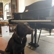 C. Bechstein B 210 von 2007 in Schwarz glänzend