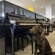 Yamaha b3e PE von 2019 in Schwarz glänzend