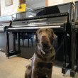 Yamaha b2e PEC - Silent von 2018 in Schwarz glänzend